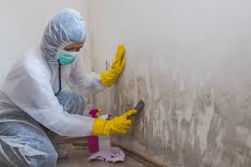 Reliable Woodmere, LA Mold Removal Services Solutions